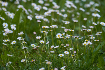  Gänseblümchen  Wiese im Sommer © Andreas
