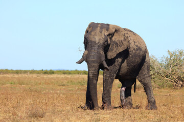 Fototapeta premium Afrikanischer Elefant / African elephant / Loxodonta africana