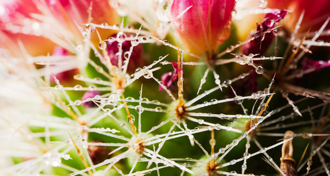 Dew Drops on Cactus Spines Macro Close-Up