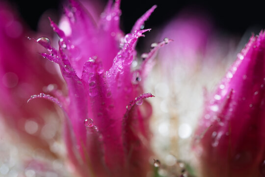 Pink Cactus Flowers With Dew Drops Macro