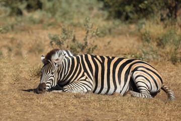 Fototapeta premium Steppenzebra / Burchell's zebra / Equus quagga burchellii