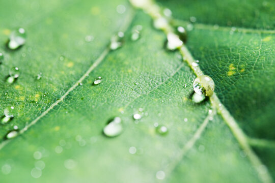Dew Drops on Green Leaf Veins Macro