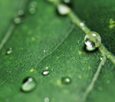 Dew Drops on Green Leaf Macro Close-Up