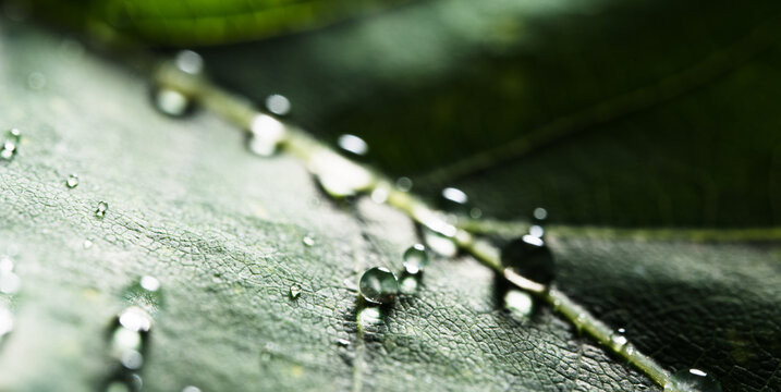 Dew Drops on Green Leaf Macro Background