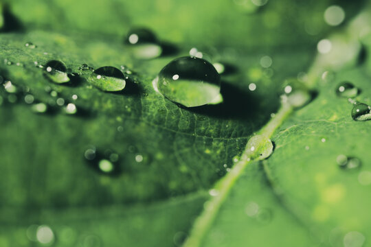 Large Water Drop on Green Leaf Macro