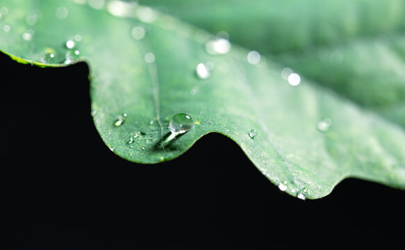 Dew Drops on Green Leaf Edge Macro
