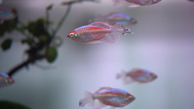 Iridescent rainbowfish pair swim near plants against soft purple background, gentle bubbles and planted branches, shimmering scales and graceful gliding motion, dreamy closeup