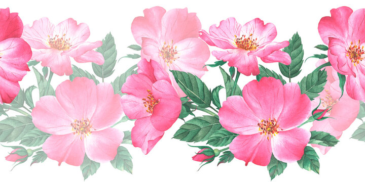 Watercolor border pattern of large pink rose hips and buds surrounded by green leaves. Hand-painted. Suitable for packaging, tea, cosmetics, medicines, oils, cards, and fabric