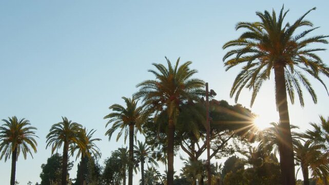 4K French Riviera Nice beautiful rays of light piercing through palm trees with plane in the back slow motion