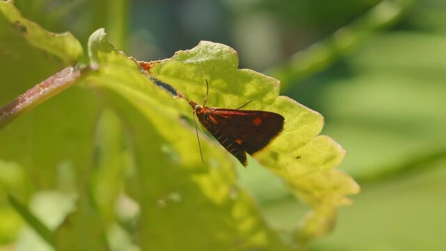 Mint Moth Pyrausta aurata clinging to underside of leaf macro close up stock footage
