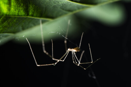 Cellar Spider Hanging Beneath Green Leaf Macro
