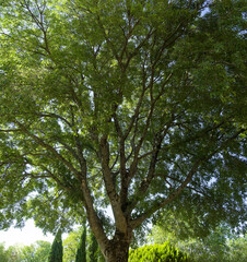 Fototapeta premium Micocoulier de Provence (Celtis australis). Arbre d'ombre à couronne en forme de parasol, tronc rà écorce gris foncé, branches étalées et rameaux ornés d'un feuillage dense vert foncé
