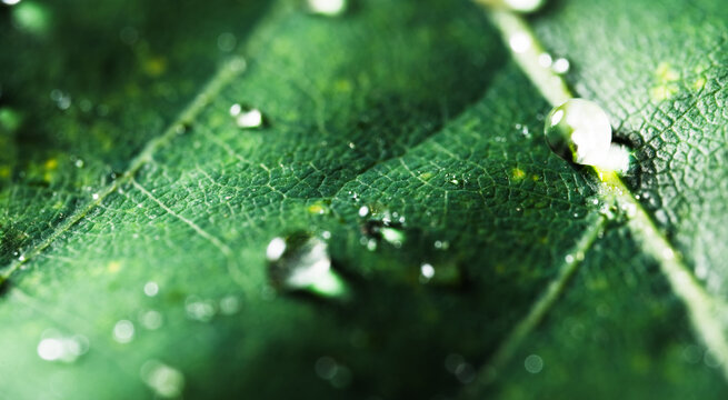 Dew Drops on Green Leaf Macro Background