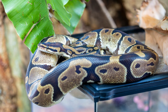 the closeup image of a Ball Python (Python regius).  It is a python species native to West and Central Africa,