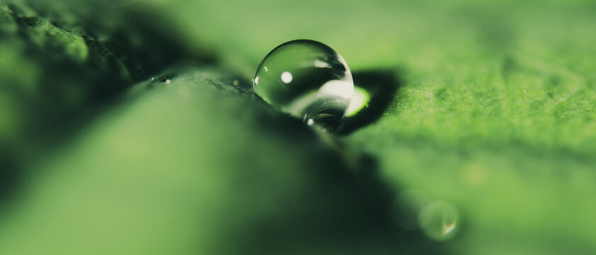 Single Dew Drop on Green Leaf Macro Panorama