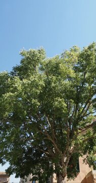 Celtis australis | Micocoulier de Provence - Micocoulier du Midi - Micocoulier austral. Arbre &agrave; couronne arrondie, feuillage dense, vert luisant, oval, dent&eacute; et garni de petits fruits charnus
