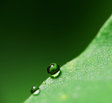 Minimal Dew Drops on Green Leaf Edge