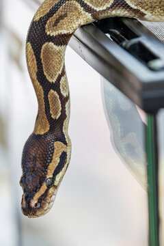 the closeup image of a Ball Python (Python regius).  It is a python species native to West and Central Africa,
