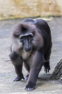 Tonkean macaque (Macaca tonkeana) is a species of primate in the family Cercopithecidae. It is endemic to central Sulawesi and the nearby Togian Islands in Indonesia.