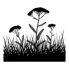 Yarrow Wildflowers in Grass Meadow Silhouette for Nature Backgrounds © Selda