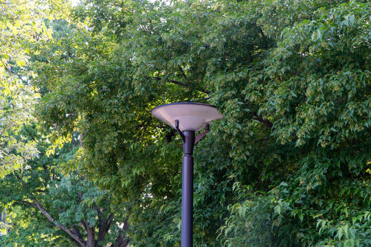 Modern black lamppost with a white dome light surrounded by vibrant green maple trees filled with fresh samaras under bright natural sunlight in a peaceful park setting, outdoor street lighting.