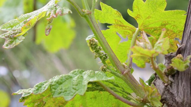 Riesling grapevine during early stage of growth, depict young inflorescences, flower cluster, bud break, wine grapes growing on vine, vineyard in Moselle Valley