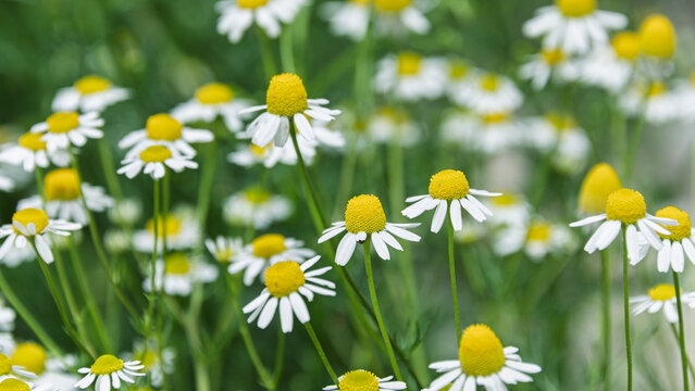 Close up of beautiful white German chamomile flowers blooming in the garden botanical background