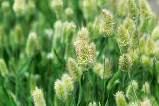 Soft focus of beautiful bunny tail grass lagurus ovatus blooming in the summer meadow natural background   