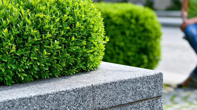 Well-manicured green hedge on a stone base, formal garden design element, landscape architecture concept, with copy space
