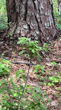 Southern Black Racer snake foraging for prey atop pinetree litter and vines. Extremely alert and quick, this snake is non-venomous and excellent garden pest control in the southern US.