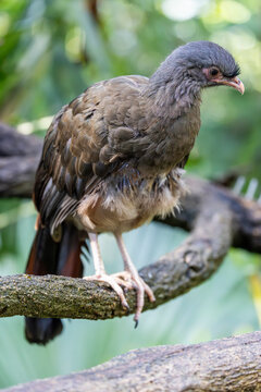 The Chaco chachalaca (Ortalis canicollis) is a species of bird in the family Cracidae. 
Its natural habitats are subtropical or tropical dry forest and subtropical or tropical moist lowland forest.