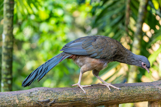 The Chaco chachalaca (Ortalis canicollis) is a species of bird in the family Cracidae. 
Its natural habitats are subtropical or tropical dry forest and subtropical or tropical moist lowland forest.