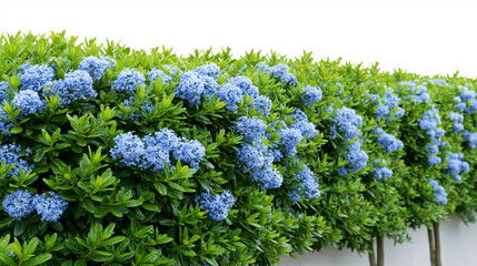 Obraz premium Flowering green hedge with blue blossoms isolated on white background, manicured garden shrubbery, decorative landscape topiary bush for architectural visualization, with copy