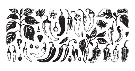 Chili pepper botanical vector set with hand drawn vegetable sketches on white background for garden design. © Sen