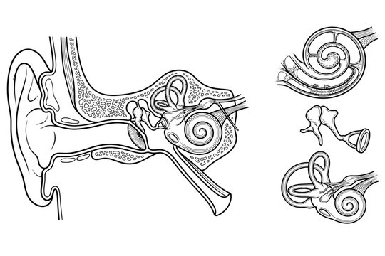 Detailed Human Ear Anatomy and Inner Ear Structures