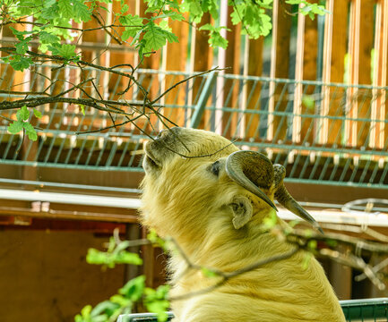 golden takin (Budorcas taxicolor bedfordi) reaching branches