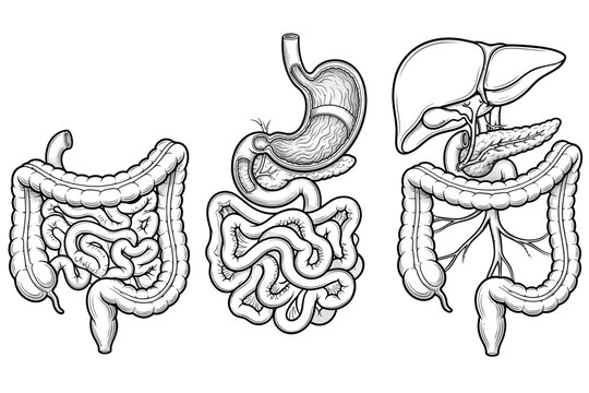 Human digestive system organs stomach intestines and liver diagrams