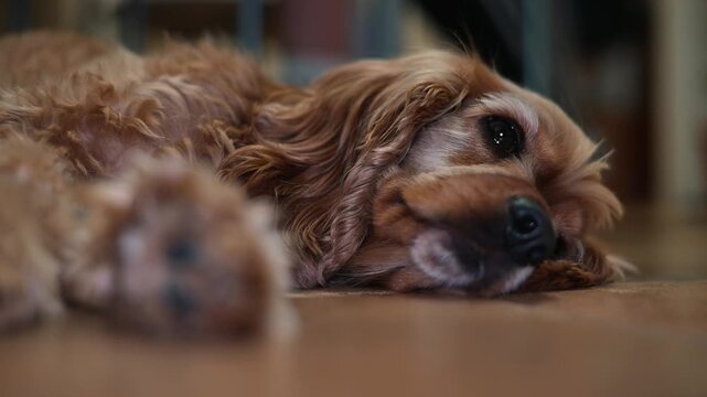 A dog rests on the floor in a cozy room, looking around and enjoying the comfortable surroundings. The animal appears calm, with its soft fur and relaxed posture, adding warmth to the space
