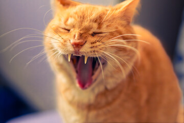 close up of cat that is sneezing  © Percy