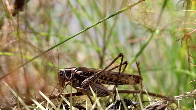 Static macro footage of a large Canary Islands endemic bush-cricket sitting in the green grass, chirping and moving its antennas in its natural habitat.