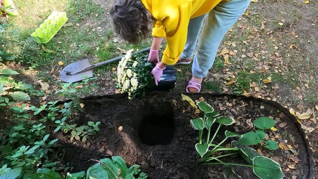 High-angle overhead view of a adult woman in a yellow hoodie kneeling by a black nursery pot with white and yellow chrysanthemums, spade, hosta, dark soil, pink gloves and sandals, daylight. Time