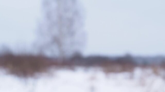 Winter background. Static out of focus view of a snow covered field with a distant leafless tree silhouette and brown vegetation. Light snowfall occurs under diffuse overcast lighting with muted white
