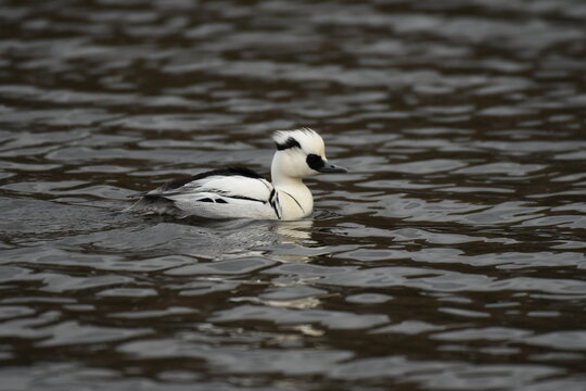 Smew