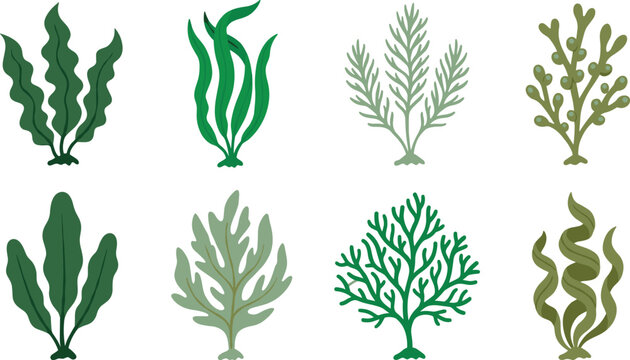 Seaweed and Marine Algae Illustration Collection Featuring Kelp, Ocean Plants, Coral-Like Sea Flora, and Aquatic Botanical Vector Designs