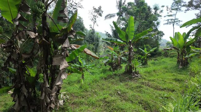 Lush green landscape featuring banana plants surrounded by grass and trees under a clear sky