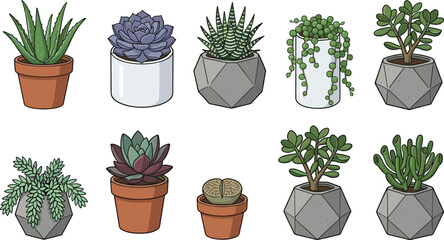 Succulent and Cactus Houseplant Collection Featuring Aloe Vera, Echeveria, Jade Plant, String of Pearls, and Modern Potted Vector Designs © Priyanka