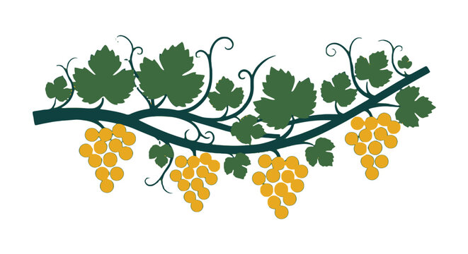 Illustrated grapevine branch with ripe yellow grapes and leaves.