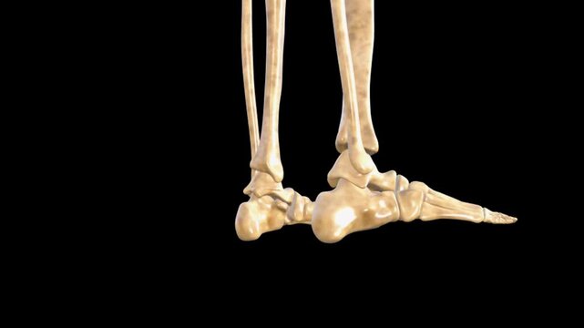 Foot Skeleton Anatomy Medical Animation - Detailed animation of human foot bones and skeletal anatomy for medical education.