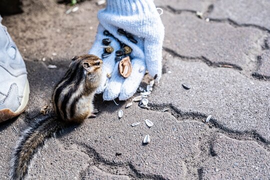 Cute chipmunk interacting with a person at Okhotsk Chipmunk Park.