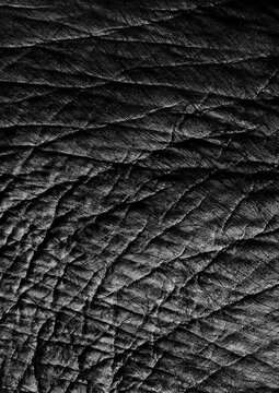 Large halftone wrinkled skin texture with a transparent background